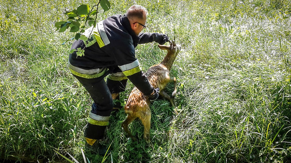Jelonek utknął w stawie