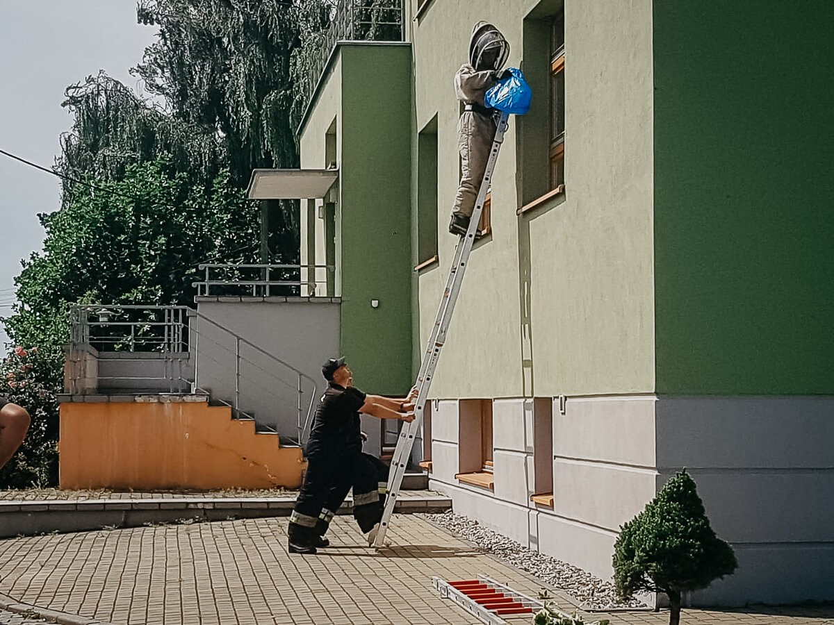 Osy na terenie Centrum Opieki Paliatywnej Caritas Diecezji Opolskiej w Starych Siołkowicach