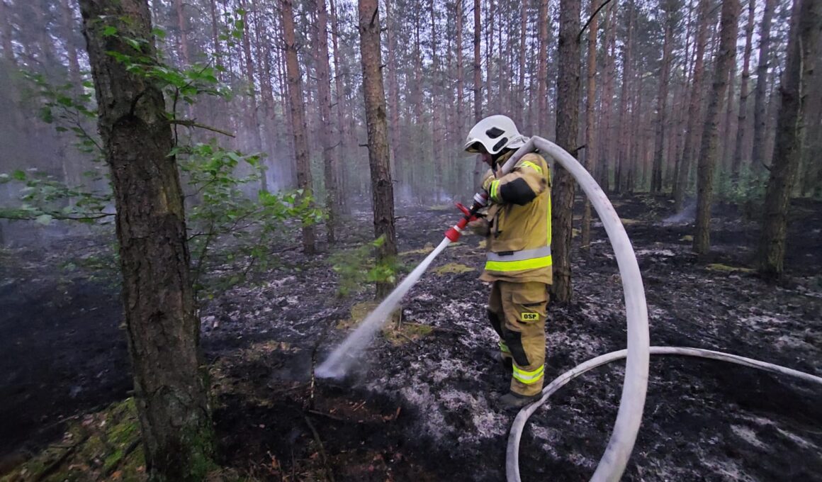 Pożar lasu w miejscowości Lubienia
