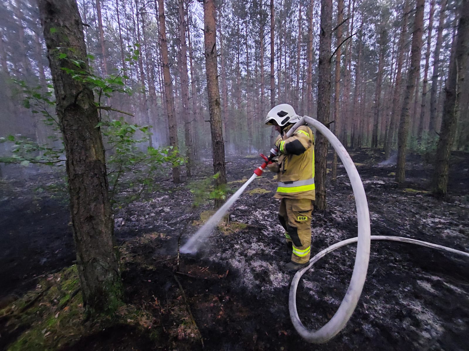 Pożar lasu w miejscowości Lubienia